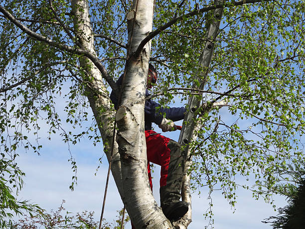 Reliable Karns, TN Tree Care Solutions
