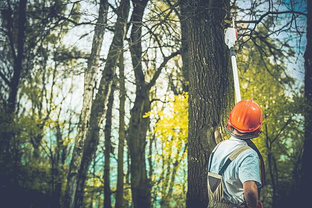 How Our Tree Care Process Works  in  Karns, TN